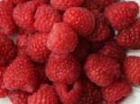 Herbst-Himbeere Primeberry ® ‚Autumn Happy‘ ®, 40-60 cm, Rubus idaeus Primeberry ® ‚Autumn Happy‘ ®, Containerware