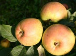 Herbstapfel ‚Buchards Renette‘, Stamm 40-60 cm, 120-160 cm, Malus ‚Buchards Renette‘, Wurzelware