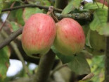 Herbstapfel ‚Doppelter Prinzenapfel‘, Stamm 40-60 cm, 120-160 cm, Malus ‚Doppelter Prinzenapfel‘, Wurzelware