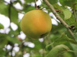 Herbstapfel ‚Filippa‘, Stamm 40-60 cm, 120-160 cm, Malus ‚Filippa‘, Wurzelware