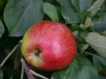 Herbstapfel ‚Geflammter Kardinal‘, Stamm 40-60 cm, 120-160 cm, Malus ‚Geflammter Kardinal‘, Wurzelware
