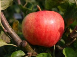 Herbstapfel ‚Moringer Rosenapfel‘, Stamm 40-60 cm, 120-160 cm, Malus ‚Moringer Rosenapfel‘, Wurzelware