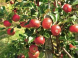 Herbstapfel ‚Roter Aloisius‘, Stamm 40-60 cm, 120-160 cm, Malus ‚Roter Aloisius‘, Stämmchen