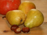Herbstbirne ‚Harrow Sweet‘, Stamm 40-60 cm, 120-160 cm, Pyrus communis ‚Harrow Sweet‘, Containerware