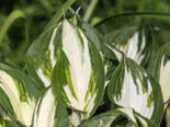 Herzblattlilie ‚Fire and Ice‘, Hosta x fortunei ‚Fire and Ice‘, Topfware