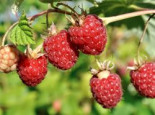 Himbeere Primeberry ‚Autumn First‘ ®, 40-60 cm, Rubus idaeus Primeberry ‚Autumn First‘ ®, Containerware