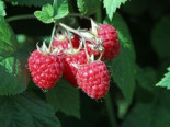Himbeere ‚Willamette‘, 40-60 cm, Rubus idaeus ‚Willamette‘, Containerware