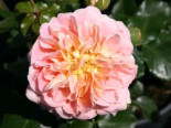 Historische Rose ‚Buff Beauty‘, Rosa ‚Buff Beauty‘, Containerware