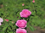 Historische Rose ‚Louise Odier‘, Rosa ‚Louise Odier‘, Containerware