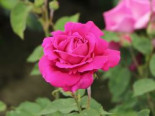 Historische Rose ‚Mme Isaac Pereire‘, Rosa ‚Mme Isaac Pereire‘, Wurzelware