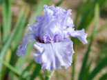 Hohe Schwertlilie ‚Silverado‘, Iris x barbata-elatior ‚Silverado‘, Topfware
