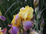 Hohe Schwertlilie ‚Sunset Sky‘, Iris x barbata-elatior ‚Sunset Sky‘, Topfware