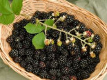 Brombeere ‚Choctaw‘ ®, 40-60 cm, Rubus fruticosus ‚Choctaw‘, Containerware