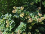 Eichenblättrige Hortensie 'Applause', 30-40 cm, Hydrangea quercifolia 'Applause', Containerware
