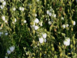 Irische Heide ‚Bellita‘, 10-15 cm, Daboecia cantabrica ‚Bellita‘, Topfware