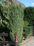 Irischer Säulenwacholder ‚Hibernica‘, 40-60 cm, Juniperus communis ‚Hibernica‘, Containerware