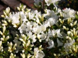 Japanische Azalee ‚Diamant Weiß‘, 15-20 cm, Rhododendron obtusum ‚Diamant Weiß‘, Containerware