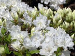 Japanische Azalee ‚Feenkissen‘ ® (S), 25-30 cm, Rhododendron obtusum ‚Feenkissen‘ ® (S), Containerware