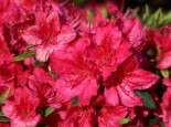 Japanische Azalee ‚Hahn’s Red‘, 25-30 cm, Rhododendron obtusum ‚Hahn’s Red‘, Containerware