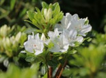 Japanische Azalee ‚Kermesina Alba‘, 20-25 cm, Rhododendron obtusum ‚Kermesina Alba‘, Containerware