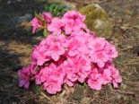 Japanische Azalee ‚Pink for Help‘ ®, 20-25 cm, Rhododendron obtusum ‚Pink for Help‘ ®, Containerware