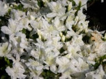 Japanische Azalee ‚Schneesturm‘, 25-30 cm, Rhododendron obtusum ‚Schneesturm‘, Containerware