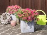 Japanische Azalee StarStyle® pink, 25-30 cm, Rhododendron obtusum StarStyle® pink, Containerware