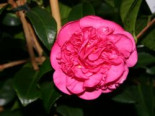Japanische Kamelie 'Debbie' rosa, 50-60 cm, Camellia japonica 'Debbie' rosa, Containerware