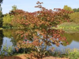 Japanischer Ahorn / Eisenhutblättriger Ahorn ‚Aconitifolium‘, 30-40 cm, Acer japonicum ‚Aconitifolium‘, Containerware