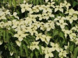 Japanischer Blumen-Hartriegel ‚Big Apple‘, 40-60 cm, Cornus kousa ‚Big Apple‘, Containerware