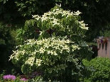 Japanischer Blumen-Hartriegel ‚Greensleeves‘, 40-60 cm, Cornus kousa ‚Greensleeves‘, Containerware