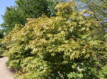 Japanischer Fächerahorn ‚Osakazuki‘, 40-60 cm, Acer palmatum ‚Osakazuki‘, Containerware