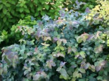 Japanspiere Proven Winners ® ‚Double Play ® Blue Kazoo‘, 30-40 cm, Spiraea japonica Proven Winners ® ‚Double Play ® Blue Kazoo‘, Containerware