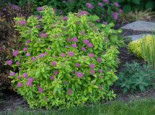 Japanspiere Proven Winners ® 'Double Play ® Gold', 10-15 cm, Spiraea japonica Proven Winners ® 'Double Play ® Gold', Containerware