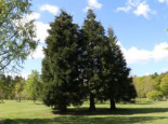 Kalifornischer Berg-Mammutbaum, 30-40 cm, Sequoiadendron giganteum, Containerware