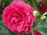 Kamelie ‚Lady Campbell‘, 40-60 cm, Camellia japonica ‚Lady Campbell‘, Containerware