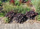 Kleinblütiges Silberglöckchen 'Black Pearl' ®, Heuchera micrantha