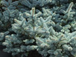 Kleine Blaufichte ‚Glauca Globosa‘, 30-40 cm, Picea pungens ‚Glauca Globosa‘, Containerware