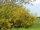 Knackweide, 60-100 cm, Salix fragilis, Containerware
