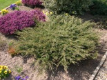 Kriech-Wacholder / Kriechender Wacholder ‚Repanda‘, 20-30 cm, Juniperus communis ‚Repanda‘, Containerware