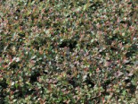 Teppichmispel / Kriechmispel ‚Queen of Carpets‘ / ‚Frieders Evergreen‘, Stamm 60 cm, Cotoneaster dammeri ‚Queen of Carpets‘ / ‚Frieders Evergreen‘, Stämmchen