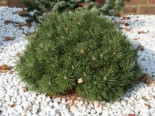 Kugel-Kiefer ‚Mops‘, 25-30 cm, Pinus mugo ‚Mops‘, Containerware