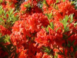 Laubabwerfende Azalee ‚Fridtjof Nansen‘, 25-30 cm, Rhododendron luteum ‚Fridtjof Nansen‘, Containerware