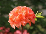 Laubabwerfende Azalee ‚Gena Mae‘, 40-50 cm, Rhododendron luteum ‚Gena Mae‘, Containerware