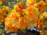 Laubabwerfende Azalee 'Goldpracht', 40-50 cm, Rhododendron luteum 'Goldpracht', Containerware
