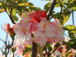 Laubabwerfende Azalee ‚Jack A. Sand‘, 25-30 cm, Rhododendron luteum ‚Jack A. Sand‘, Containerware