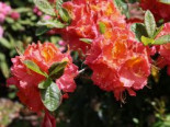 Laubabwerfende Azalee ‚Juanita‘, 40-50 cm, Rhododendron luteum ‚Juanita‘, Containerware