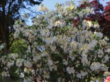 Laubabwerfende Azalee ‚Oxydol‘, 30-40 cm, Rhododendron luteum ‚Oxydol‘, Containerware