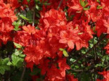 Laubabwerfende Azalee ‚Parkfeuer‘, 40-50 cm, Rhododendron luteum ‚Parkfeuer‘, Containerware