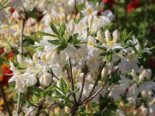 Laubabwerfende Azalee ‚Persil‘, 40-50 cm, Rhododendron luteum ‚Persil‘, Containerware